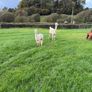 Alpaca Image 10