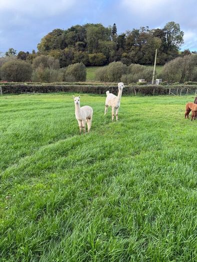 Alpaca