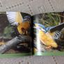 British Birds. Identification Guides.  Book Image 9
