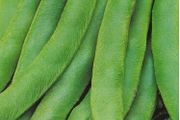 (B) Flower Bean Rotbluhende seeds 15g (124473)