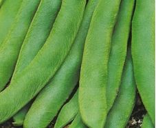 (B) Flower Bean Rotbluhende seeds 15g (124473)