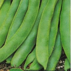 (B) Flower Bean Rotbluhende seeds 15g (124473)