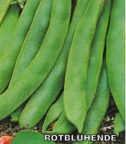 (B) Flower Bean Rotbluhende seeds 15g (124473)
