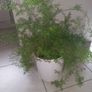 Sprenger's asparagus fern (Asparagus densiflorus 'Sprengeri') Image 2