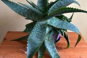 House plants