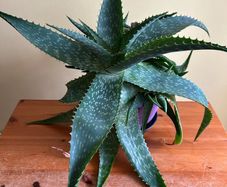 House plants