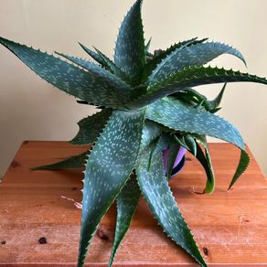House plants