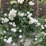 Climbing Rose - Iceberg Image 4