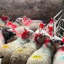 20 super brokie ewe lambs Image 7