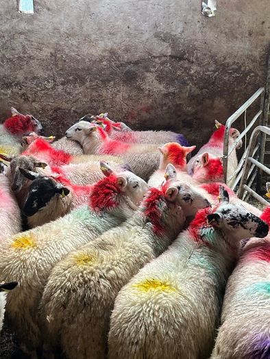 20 super brokie ewe lambs