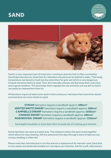 Hamster Care Guide