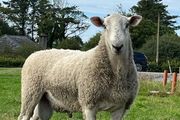 Blue Leicester Hogget
