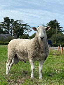 Blue Leicester Hogget