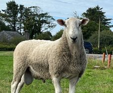Blue Leicester Hogget