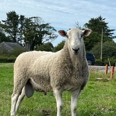 Blue Leicester Hogget
