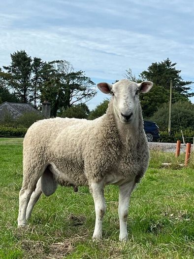 Blue Leicester Hogget