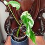 No.67 Monstera Albo Image 6