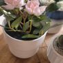 Artificial Plants in Ceramic, Glass, Stone & PVC Pots x8 Image 5