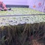 Frogbit (big portion), Hydrocotyle tripartita, Ramshorn snail Image 2
