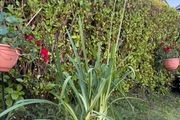 outdoor plant