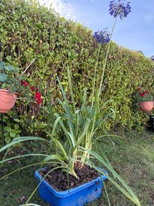 outdoor plant