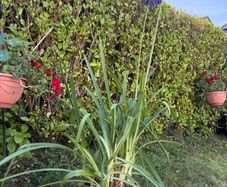 outdoor plant