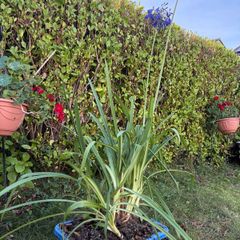 outdoor plant