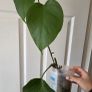 Reverted monstera albo Image 2