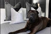 Frame Indiana beds free delivery