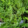 Large Fern Plants, Three Euros Image 9