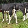 9 top quality Hereford heifers runners Image 3