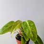 Philodendron Painted Lady Plant Image 2