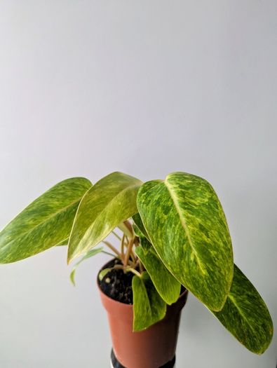Philodendron Painted Lady Plant