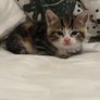 kitten Image 3