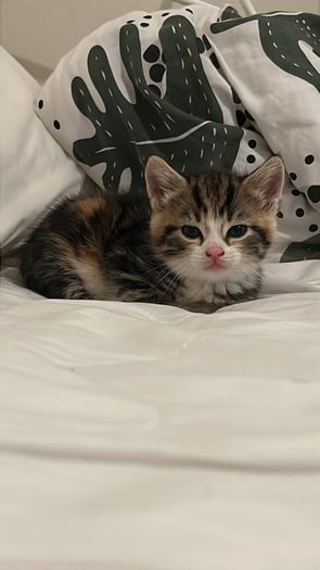 kitten