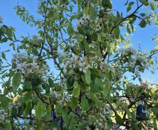 Pear tree