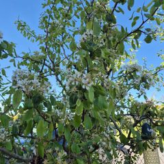 Pear tree