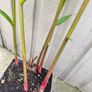 garden plants Image 2