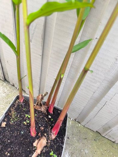 garden plants