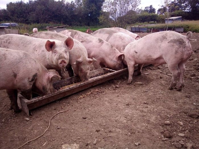 In pig sow