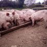 In pig sow Image 4
