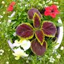 flower pots Image 2