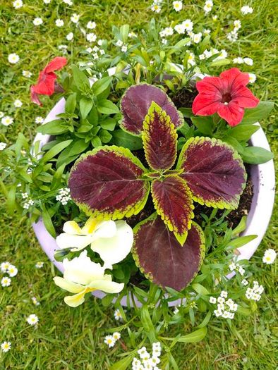 flower pots