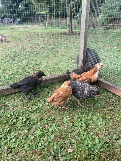5 week old Chicks