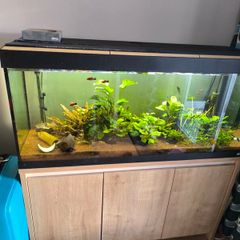 fluval Roma 240 litre
