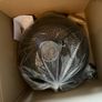 Raw Materials Maze Lamp Large Black Brand New Image 2