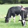8 Pedigree registered Incalf Heifers Image 5