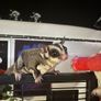 sugar gliders Image 2