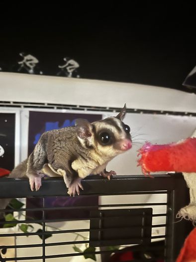 sugar gliders