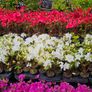 Summer Bedding Flowers, Trailing Plants Image 4